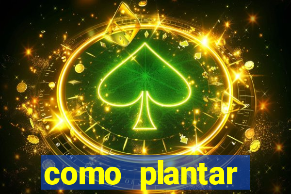 como plantar gergelim no vaso